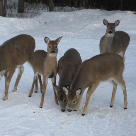 Kicking Horse Canyon Guest House Golden Esterno foto