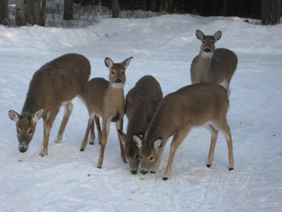Kicking Horse Canyon Guest House Golden Esterno foto
