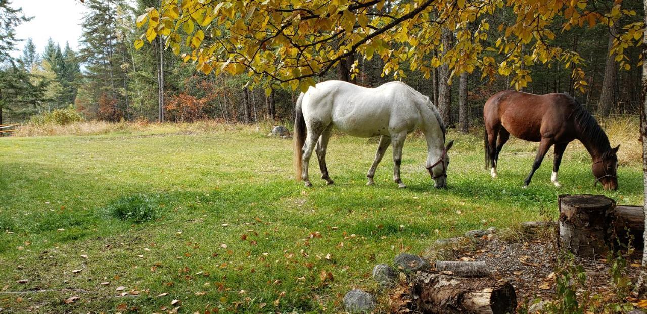 Kicking Horse Canyon Guest House Golden Esterno foto